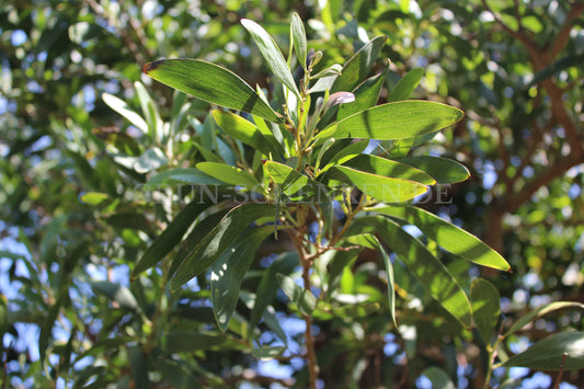 Acacia melanoxylon - Schwarzholzakazie