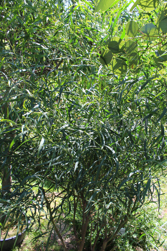 Acacia menzelii