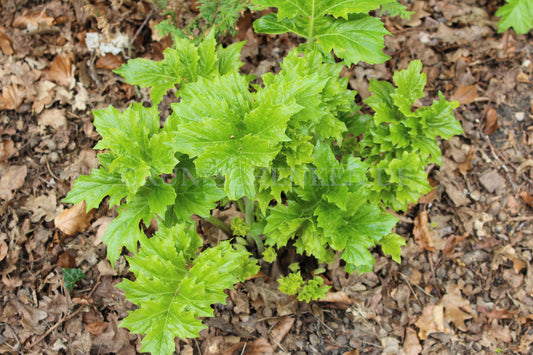 Acanthus mollis - Weiche Bärentatze