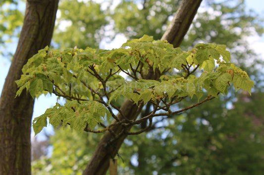 Acer capillipes - Schlangenhaut-Ahorn