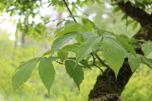 Acer cissifolium - Cissusblättriger Ahorn