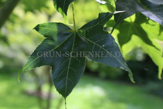 Acer oliverianum - Oliver-Ahorn