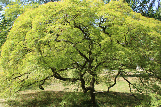 Acer palmatum - Fächerahorn