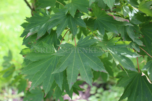 Acer pseudosieboldianum - Koreanischer Ahorn