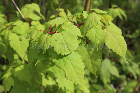 Acer stachyophyllum