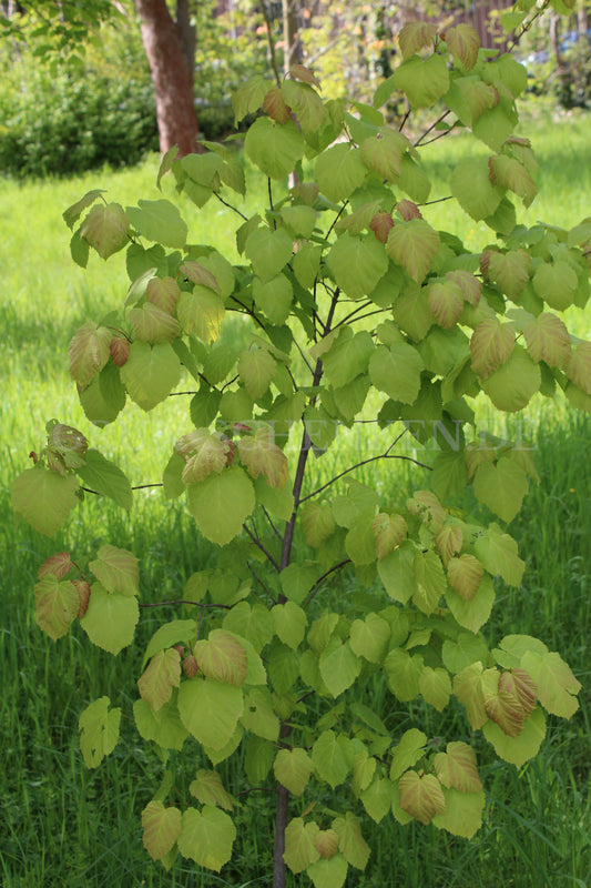 Acer tataricum - Tatarischer Steppenahorn