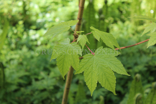 Acer ukurunduense