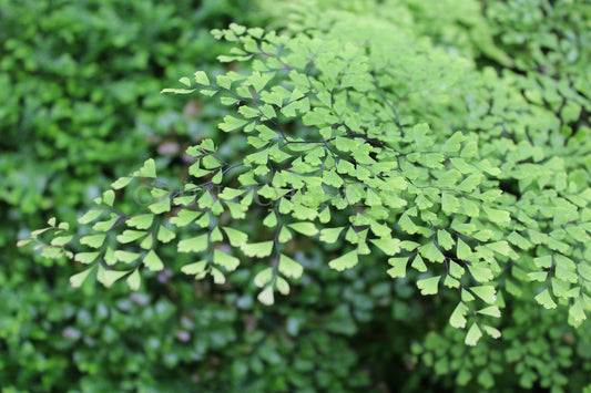 Adiantum tenerum - Zarter Frauenhaarfarn