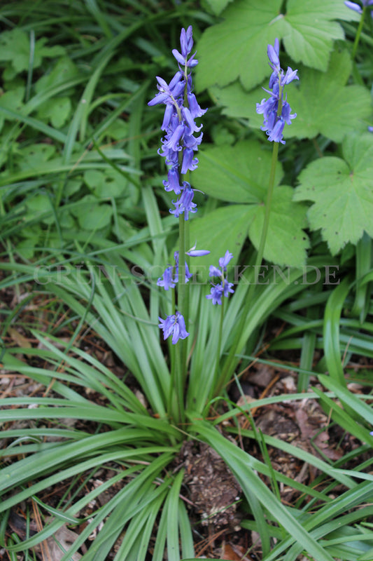 Aegonychon purpurocaeruleum - Blauroter Steinsame