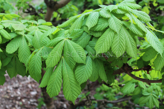 Aesculus hippocastanum - Rosskastanie