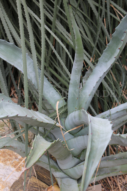 Agave cerulata