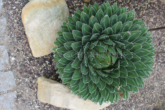 Agave victoriae-reginae - Königin Victoria Agave