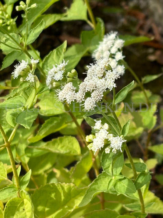 Ageratina aromatica - Ageratum Dost