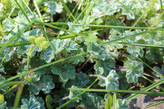 Alchemilla caucasica - Kaukasicher Frauenmantel