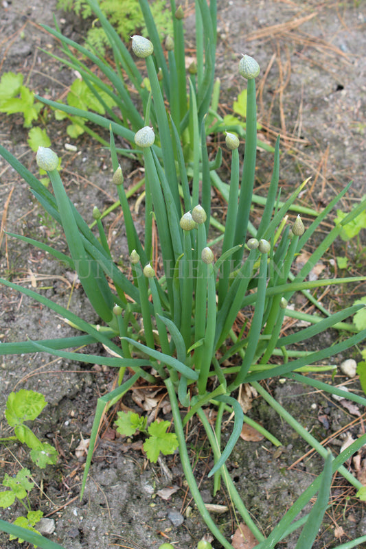 Allium fistulosum - Winterheckenzwiebel