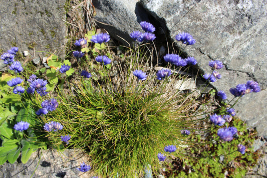 Allium sikkimense - Sikkim-Lauch
