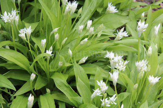 Allium ursinum - Bärlauch