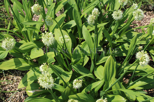Allium victorialis - Allermannsharnisch