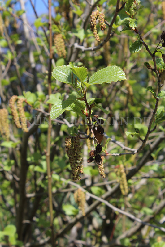 Alnus alnobetula - Grün-Erle