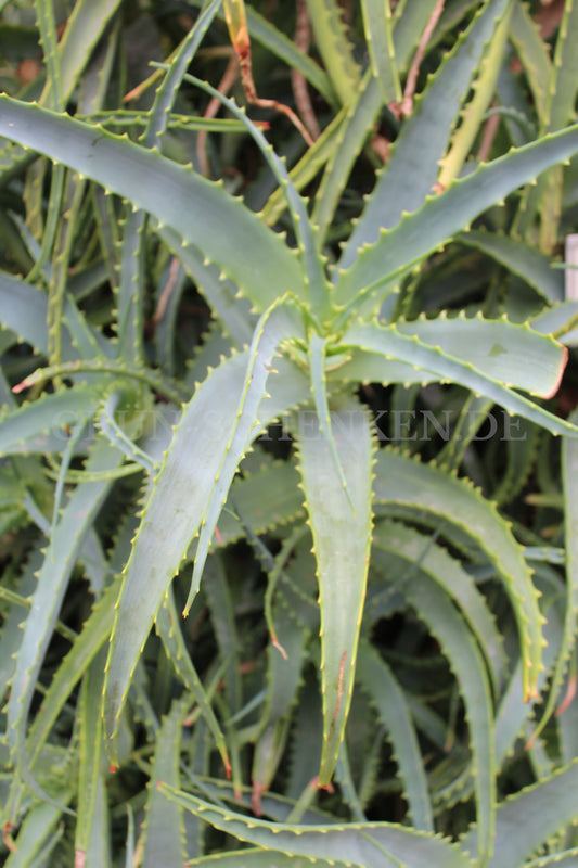 Aloe arborescens - Baum-Aloe