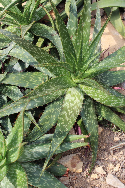 Aloe grandidentata