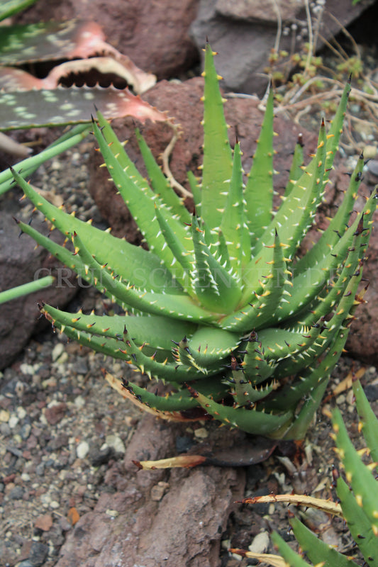 Aloe melanacantha - Schwarzdorn-Aloe