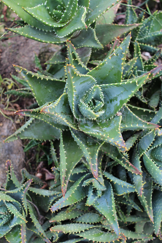Aloe perfoliata - Schuttaloe