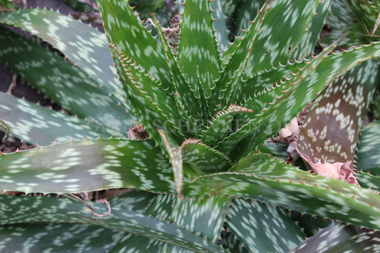 Aloe pruinosa