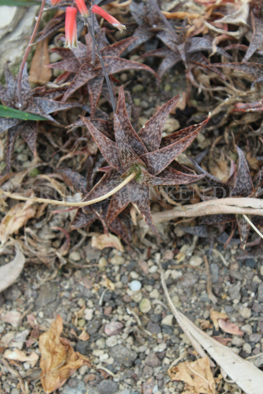 Aloe rauhii