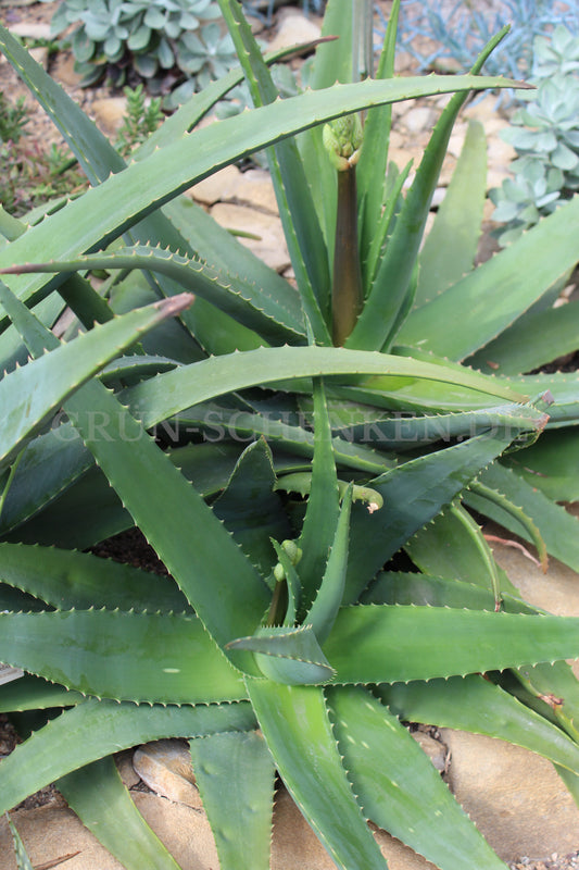 Aloe vera