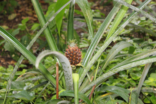 Ananas comosus - Ananas