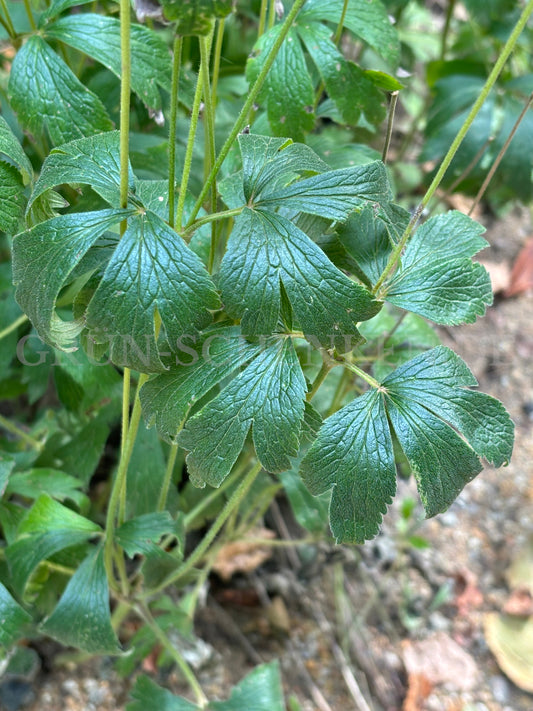 Anemone cylindrica - Prärie-Anemone