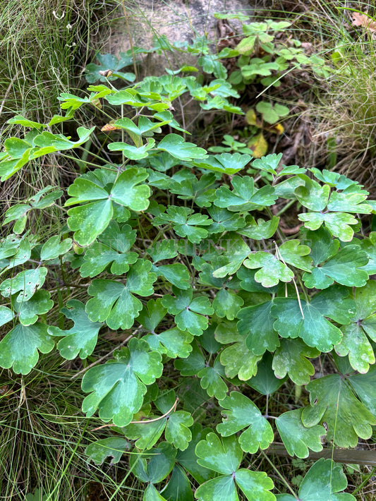 Aquilegia nevadensis - Spanische Akelei