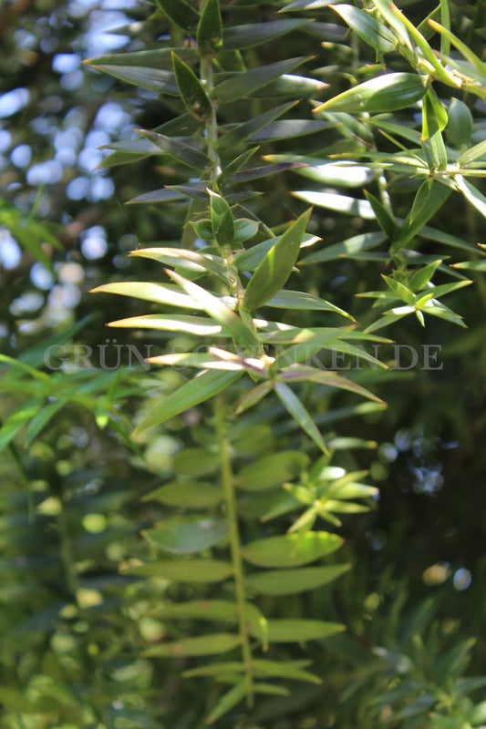 Araucaria bidwillii - Queensland-Araukarie