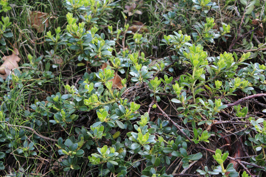 Arctostaphylos uva-ursi - Echte Bärentraube