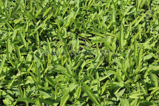 Arnica chamissonis - Amerikanische Arnika