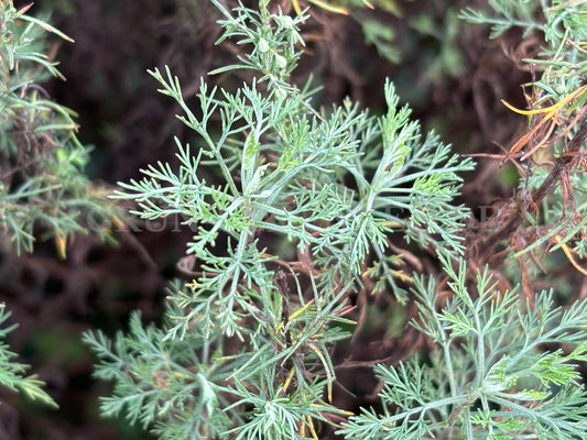 Artemisia abrotanum - Eberraute