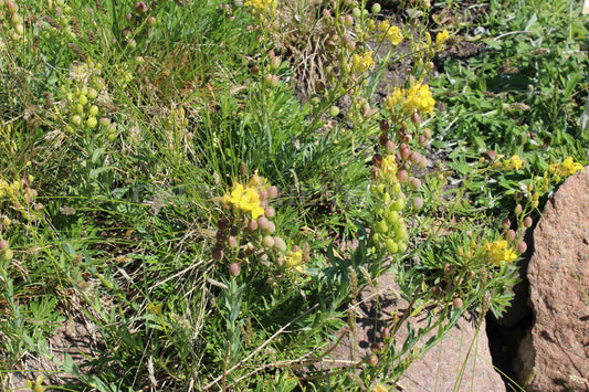 Artemisia chamaemelifolia - Kamillenbeifuß