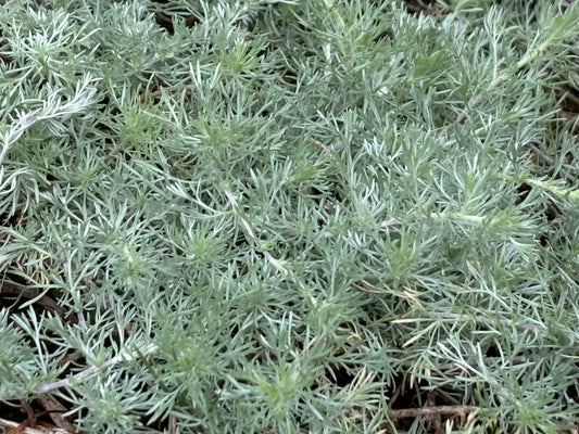 Artemisia glacialis - Gletscherraute