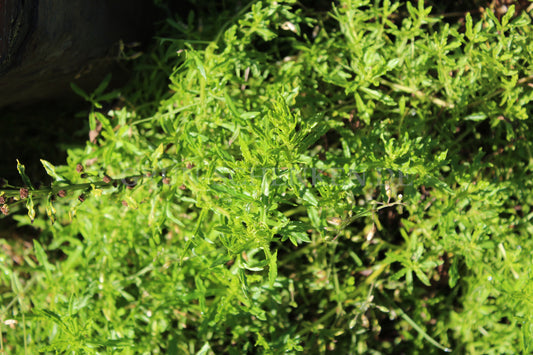 Artemisia michauxiana - Michaux-Beifuß
