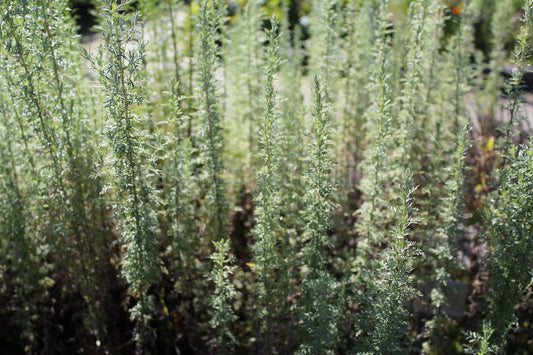 Artemisia pontica - Pontischer Beifuß