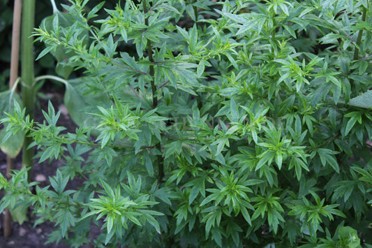 Artemisia vulgaris - Beifuß