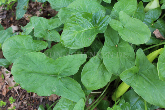 Arum maculatum - Gefleckter Aronstab