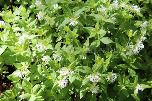 Asperula taurina - Turiner Meister