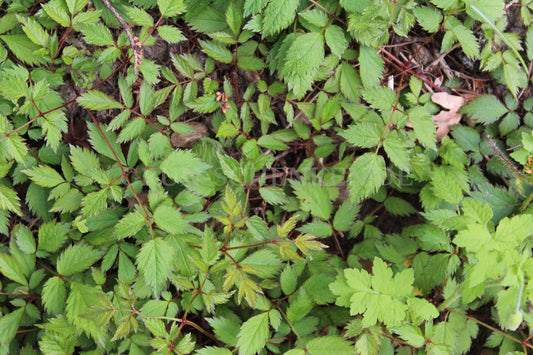 Astilbe chinensis - Chinesische Prachtspiere