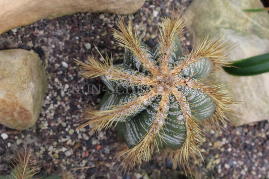 Astrophytum ornatum