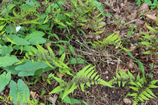 Athyrium niponicum - Regenbogenfarn