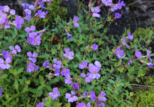 Aubrieta deltoidea - Griechisches Blaukissen