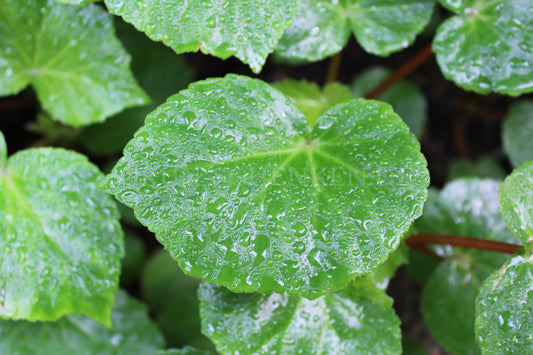 Begonia dichotoma