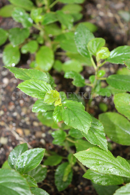 Begonia saxicola